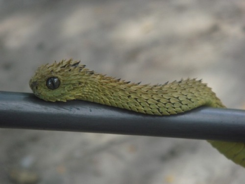 awwww-cute:As deadly as it might be, the Bush Viper is one of...