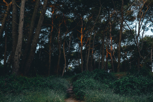 samhorine:losinj // first light - catching sunrise at the...