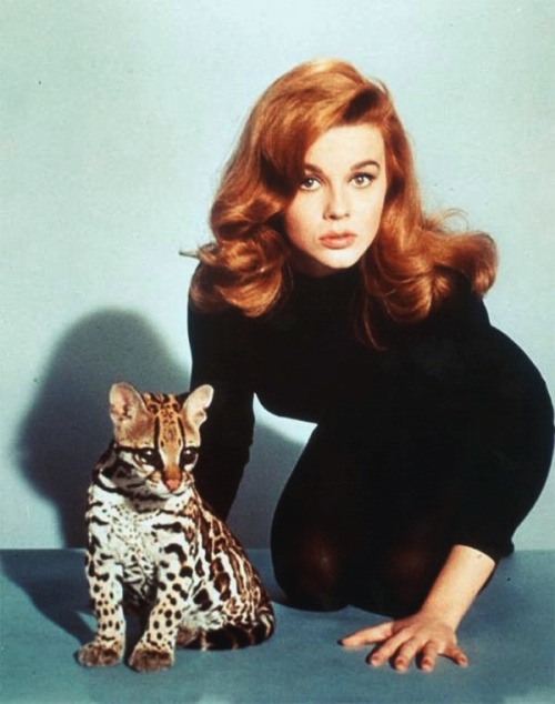 miss-vanilla:Ann-Margret in Kitten with a Whip (1964).  