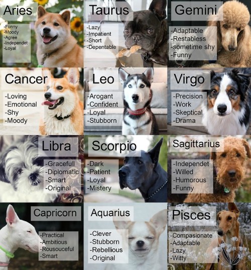 zodiacharem:We’re doing astrology readings for your pets over...