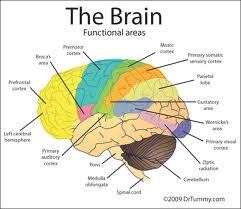 when is the brain fully developed
