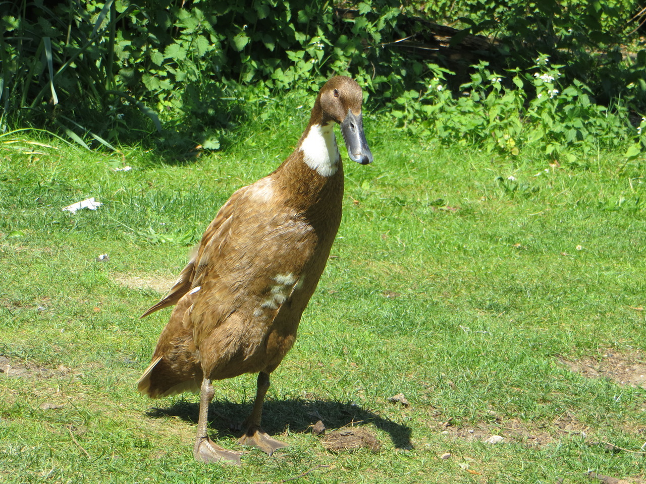 daisy runner duck