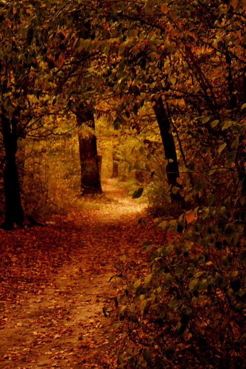 megarah-moon:“Autumn Path” byJordanRobin