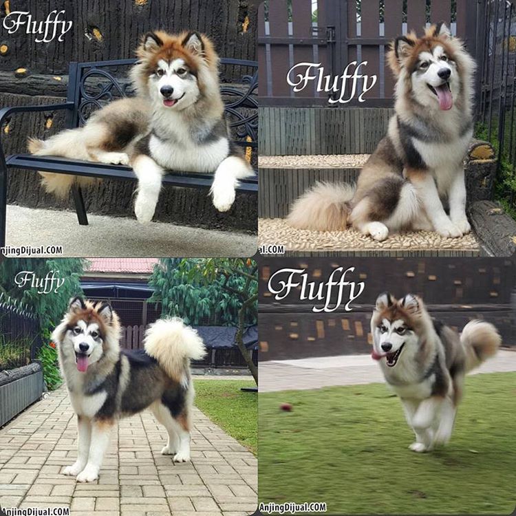 45++ Harga anjing alaskan malamute besar update 