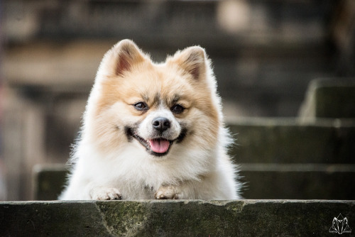 howlingportraits