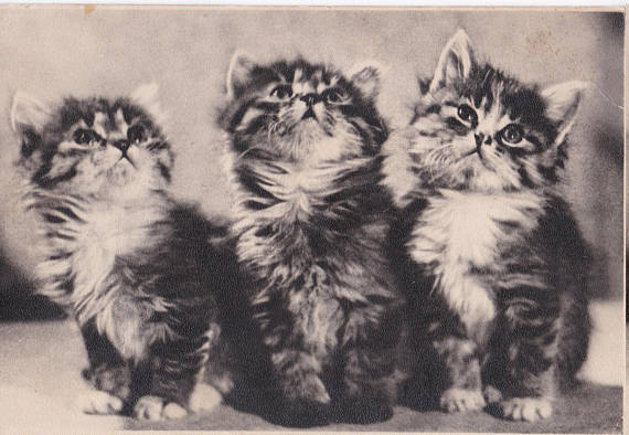 1957 postcard of kittens
http://etsy.me/2BTnZeN