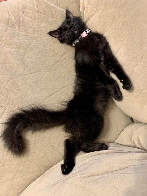 cutecatsgifsandetc