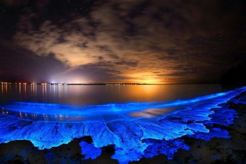 nubbsgalore:the bioluminescent noctiluca scintillans – an algae...