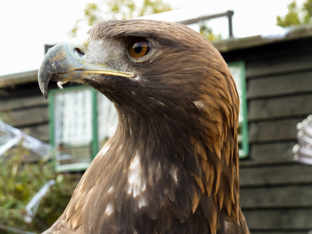 Tourists Can Now Experience The Ancient Sport Of Falconry