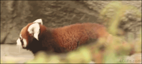Red Panda Gifs Wifflegif