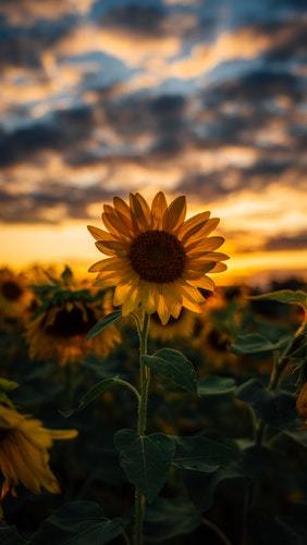 Photography Sunflower Tumblr