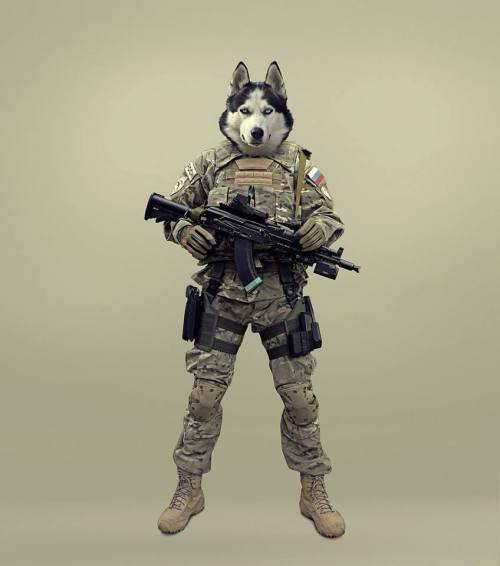 gunsngear:War Dogs.