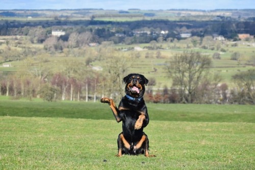 ollietherottweiler:My favourite pictures of Ollie in Yorkshire