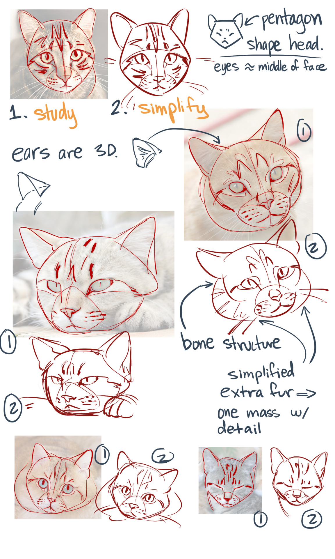 How To Draw A Warrior Cat Head - Howto Techno