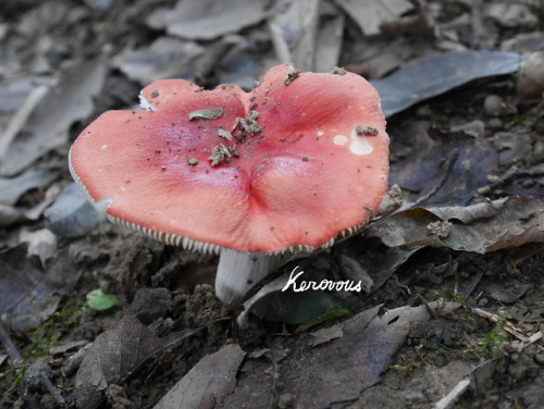 Own picture : # 231, Fungus,  September  2018