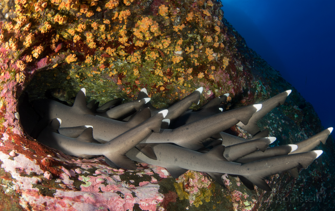 Image result for white tip reef shark pile