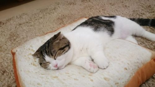 carudamon119:猫をダメにする食パンクッション。効果は抜群のようだ哈哈