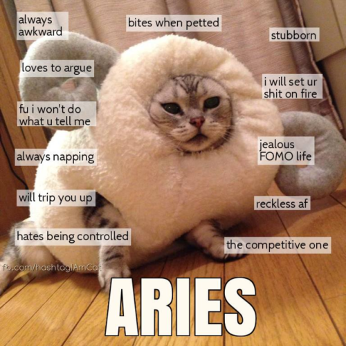 meowmeowkazoo:Cat horoscopes! :3