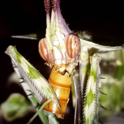 mantismonarch:“I’m sorry, did you want a bite?” Idolomantis...