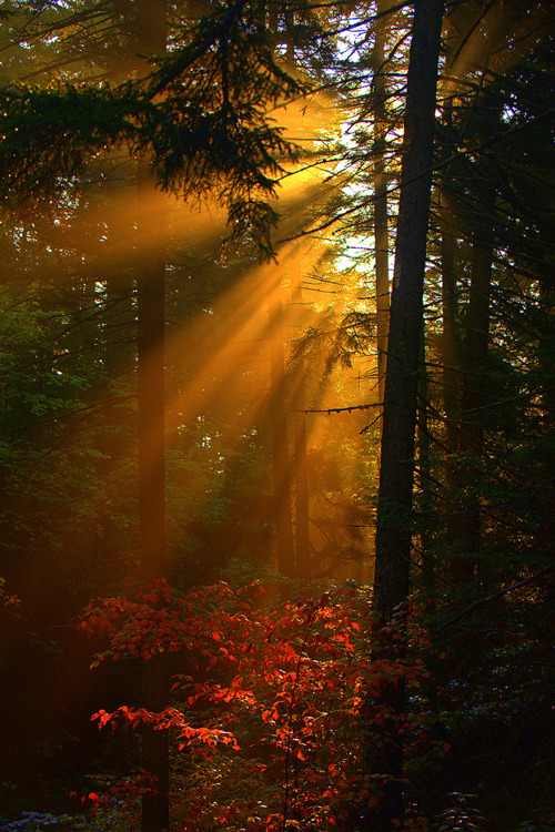 coiour-my-world:A Moment In The Pine Forest (by William Dalton)