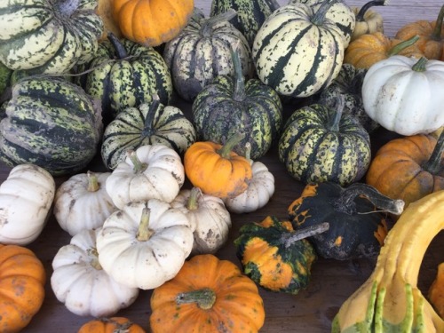 floralwaterwitch:I just adore cute little pumpkin stands on...