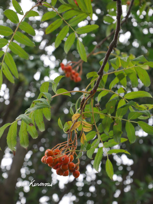 Own picture : # 218, Sorbus,  September  2018