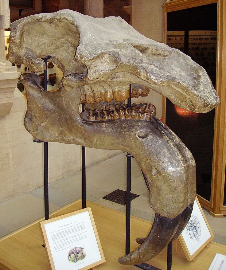 Fossil Porn — A skull of Deinotherium giganteum from the Oxford...