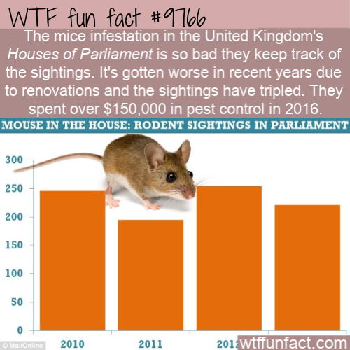 Amazing Facts: The mice infestation in the United Kingdom’s Houses of Parliament is so bad they keep track of the sightings