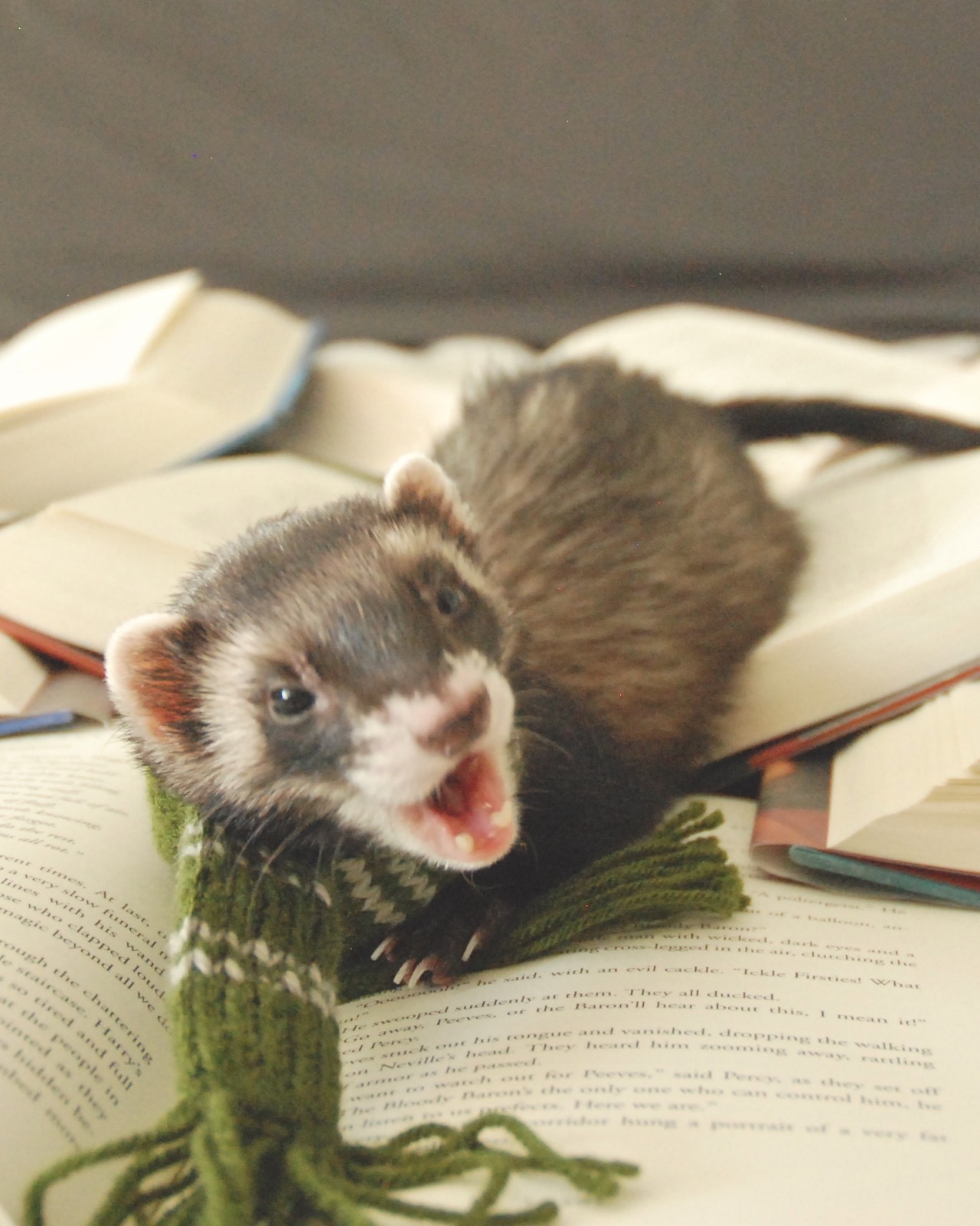 Did someone say Draco Malfoy? | The Book Ferret