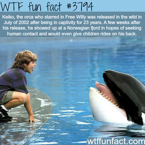 killer whales in the wild versus killer whales in the wild versus