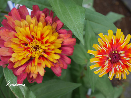 Own picture : # 223, Zinnia,  September  2018