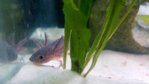 purple axolotl | Tumblr