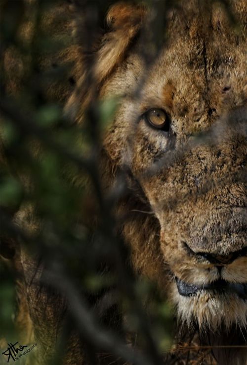 Top Shot: A Lion’s Gaze Top Shot features the photo with the most votes from the previous day’s Daily Dozen, 12 photos selected by the Your Shot editors. The photo our community has voted as their favorite is showcased on the @natgeoyourshot...