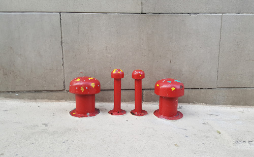 sfmushrooms