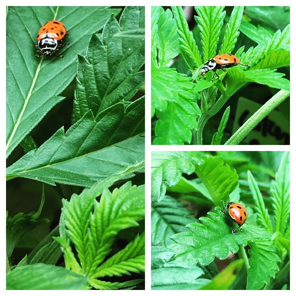 Ladybugs In Maine