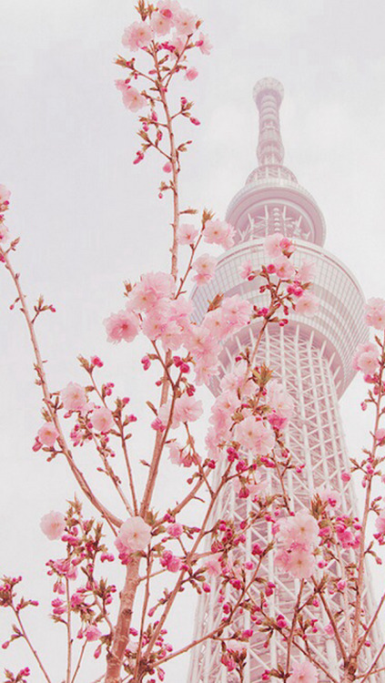 sakura flower wallpaper | Tumblr