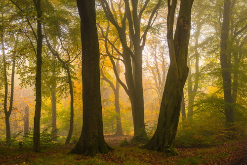 dominicpix:autumn mist