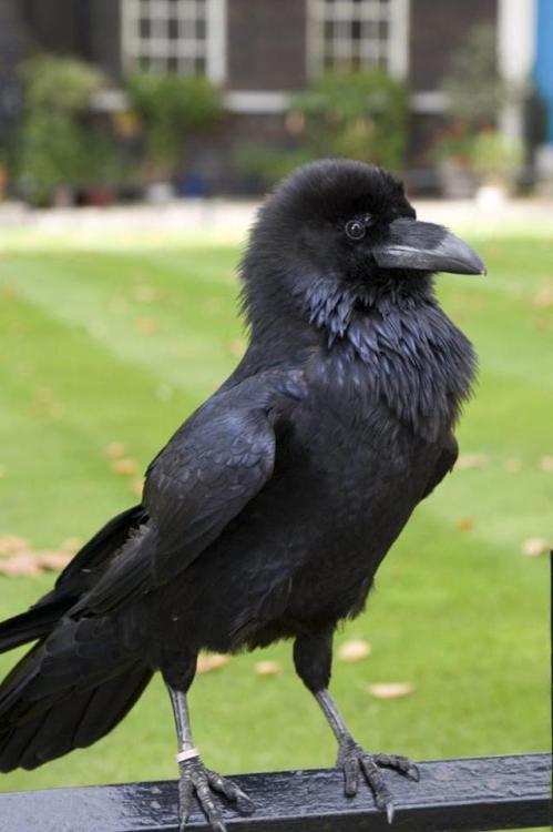 dzamie:end0skeletal:Tower of London Raven@dovewithscales...