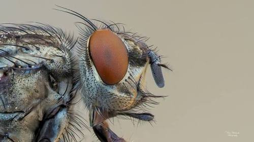 Did you know a common house fly has thousands of individual...