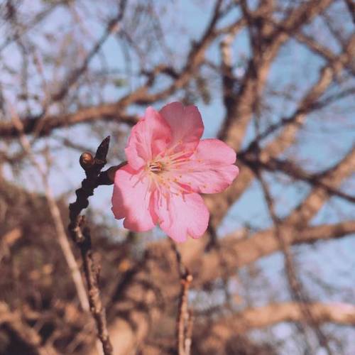 umaflorpordia