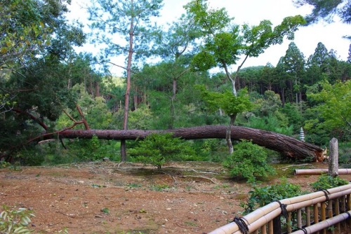 chitaka45:地震後 金閣寺早朝からすばやい復旧作業で拝観できたKinkakuji temple after...