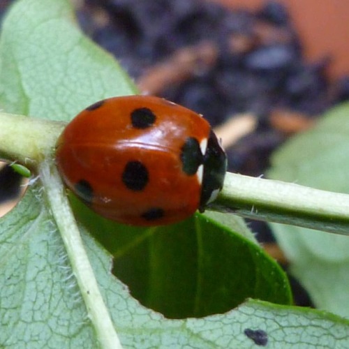 Was tidying up my plants a bit and giving them a trim when I...