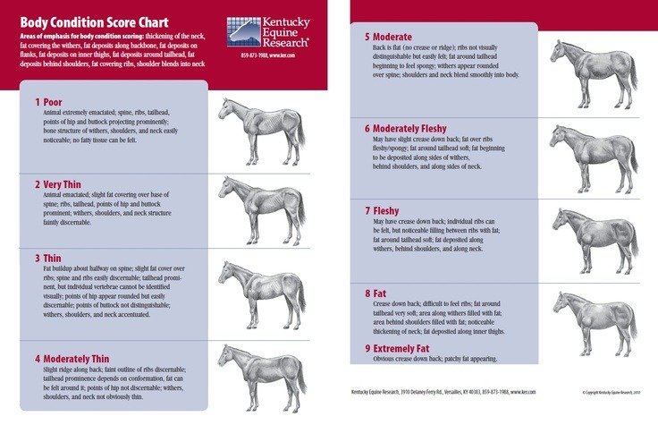 Equine Body Condition Score Chart