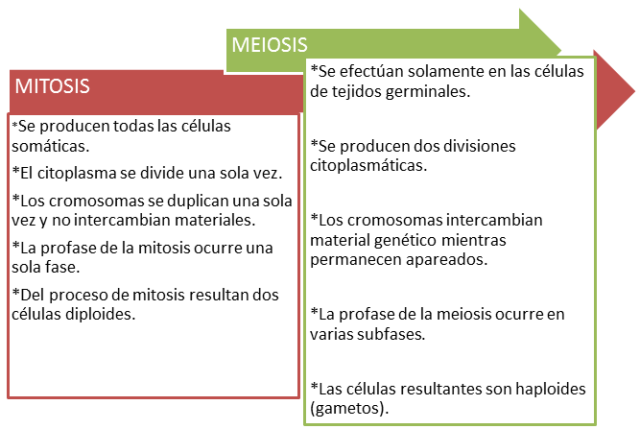 Mitosis y Meiosis dos increibles formas de reproducción celular ...