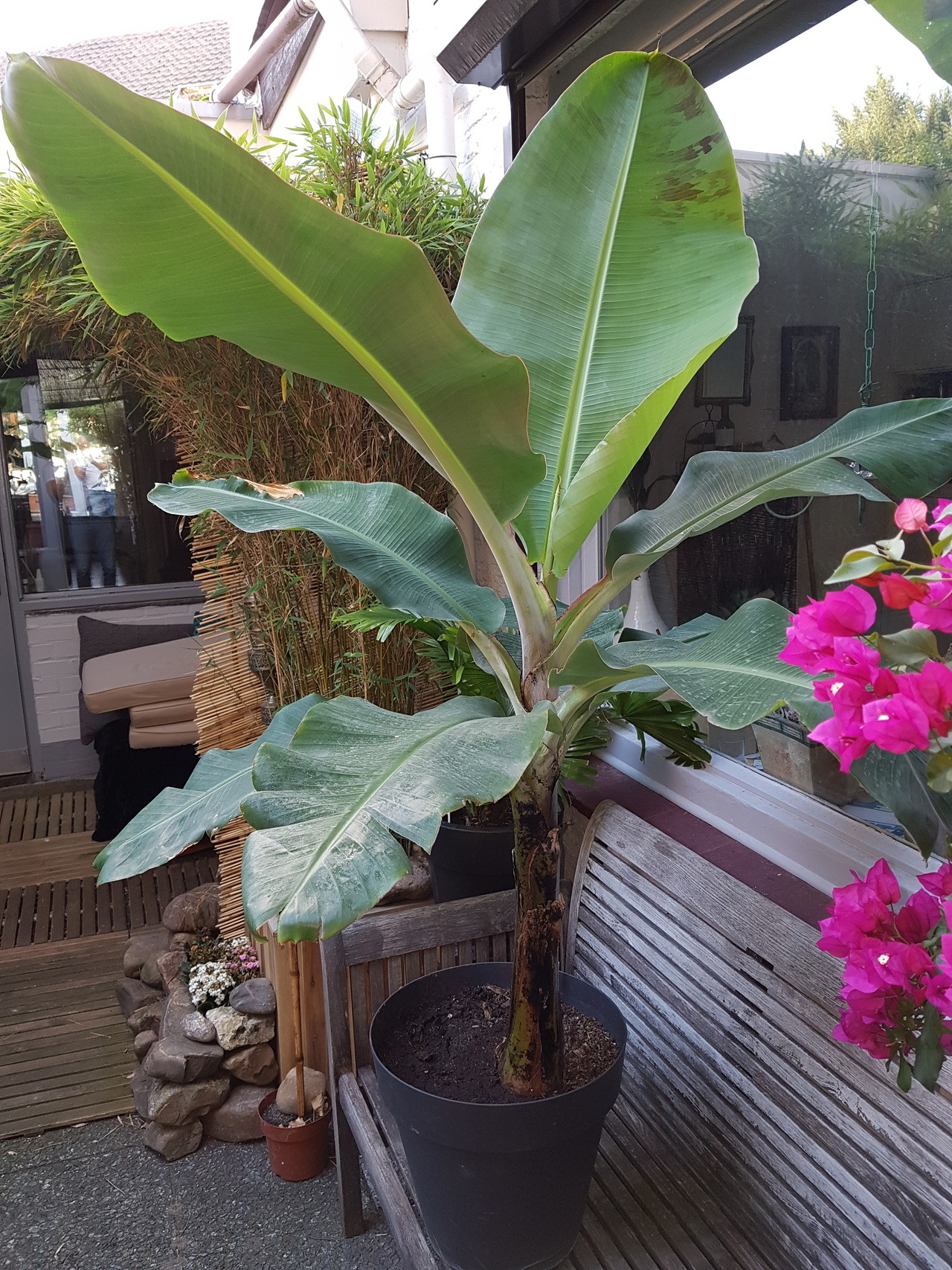 Musa Acuminata Dwarf Cavendish — A mother who would be proud of her ...