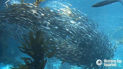 Image result for aquarium schooling fish