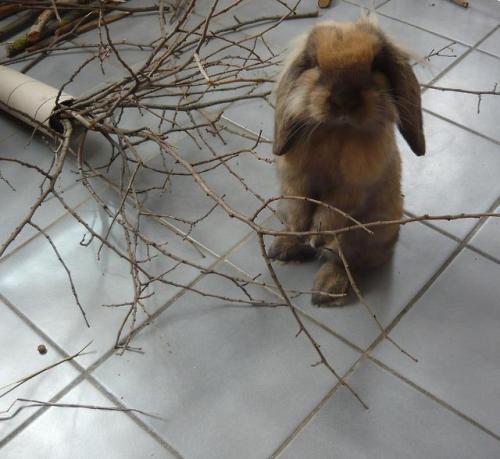 bunsxbunsxbuns:Psst. Hey hooman, do you wanna buy a stick?