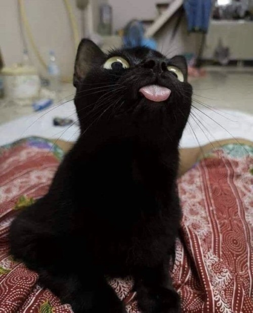 dailyblep:super blep