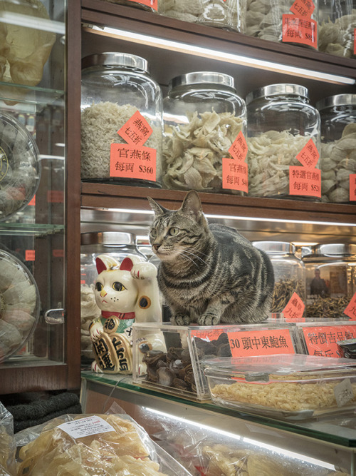 bobbycaputo:These ‘Shop Cats’ In Hong Kong Will Make You...