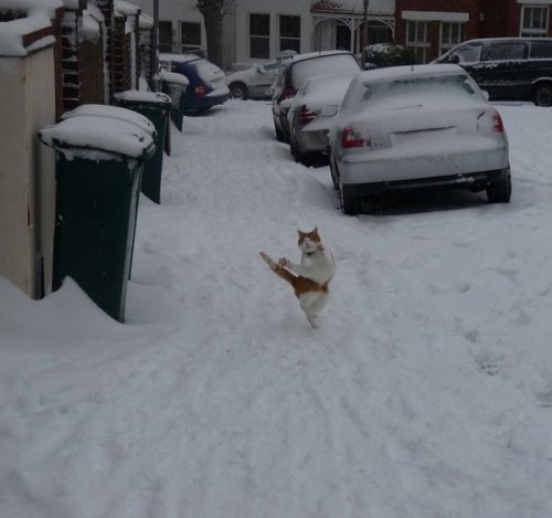 meowmixofdoom:ayujochuu:…she sure likes snow.She dance